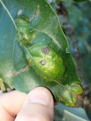 Taphrina populi-salicis