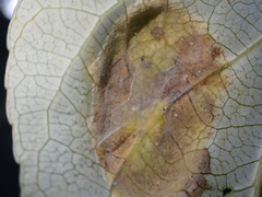 Taphrina populi-salicis