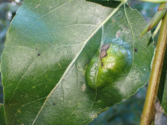 Taphrina populi-salicis