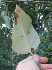 Taphrina populi-salicis