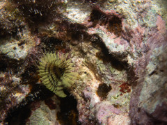 Notaulax occidentalis