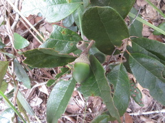 Quercus