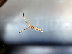 Miagrammopes orientalis