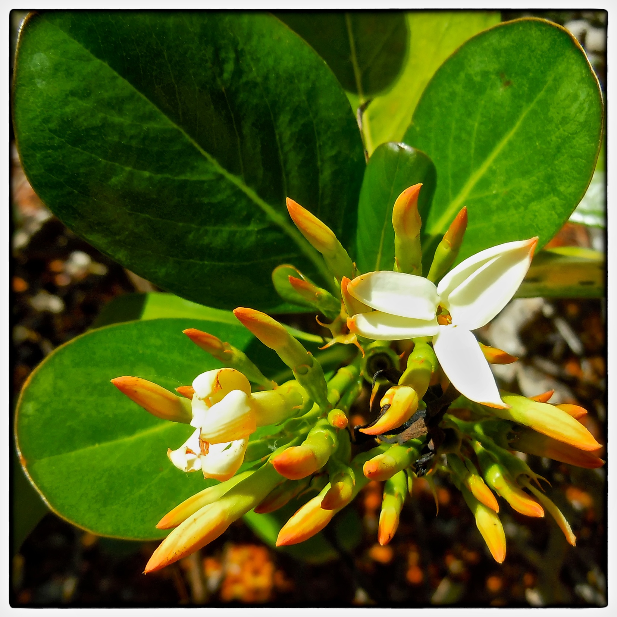Casasia clusiifolia