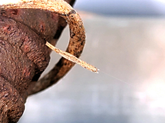 Miagrammopes orientalis