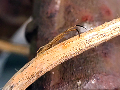 Miagrammopes orientalis