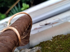 Miagrammopes orientalis