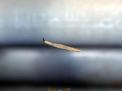 Miagrammopes orientalis