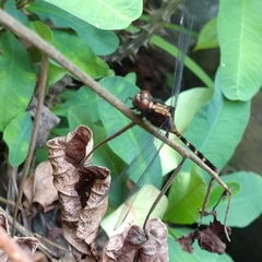Erythemis plebeja