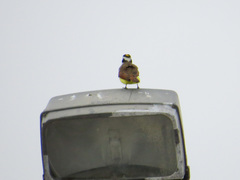 Pitangus sulphuratus