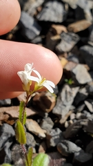 Arabis furcata