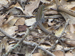 Aspidoscelis sexlineatus