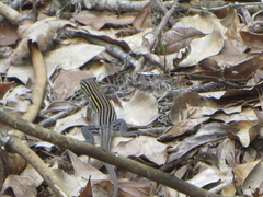 Aspidoscelis sexlineatus
