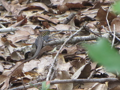 Aspidoscelis sexlineatus