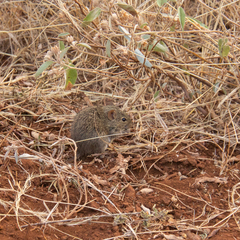 Arvicanthis niloticus