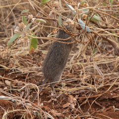 Arvicanthis niloticus