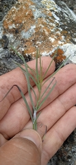 Porophyllum linaria