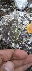 Porophyllum linaria