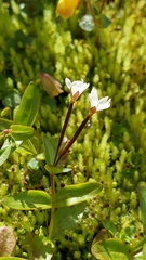 Epilobium lactiflorum