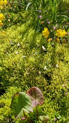Epilobium lactiflorum