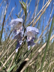 Gladiolus caeruleus