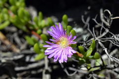 Lampranthus glomeratus