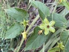 Gonolobus erianthus