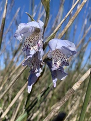 Gladiolus caeruleus