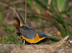 Cossypha dichroa dichroa