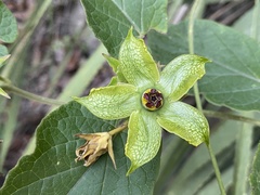Gonolobus erianthus