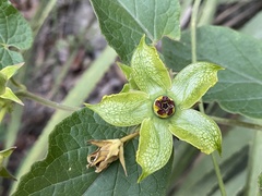 Gonolobus erianthus