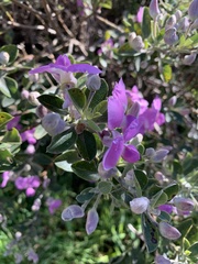 Podalyria sericea