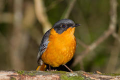 Cossypha dichroa dichroa