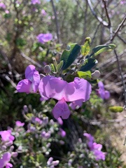 Podalyria sericea