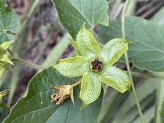 Gonolobus erianthus