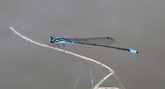 Acanthagrion quadratum