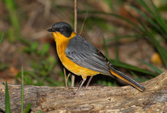 Cossypha dichroa dichroa