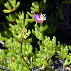 Lampranthus glomeratus