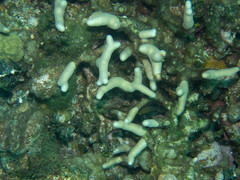 Porites divaricata