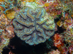 Mycetophyllia