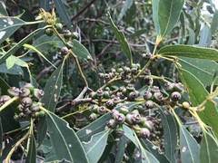 Eucalyptus exserta