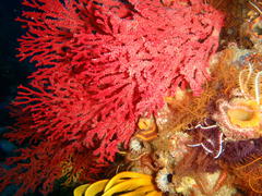 Melithaea rubra