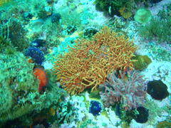 Melithaea rubra