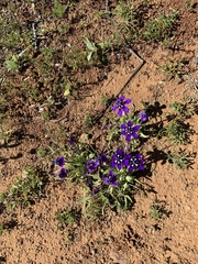 Lapeirousia oreogena