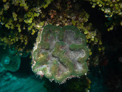 Mycetophyllia