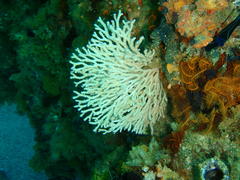Melithaea rubra