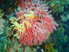 Melithaea rubra