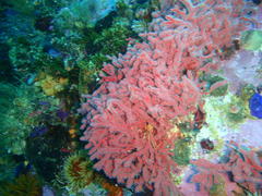 Melithaea rubra