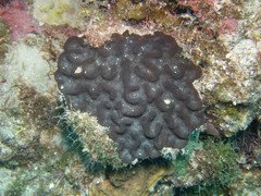 Mycetophyllia