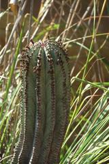 Euphorbia polygona